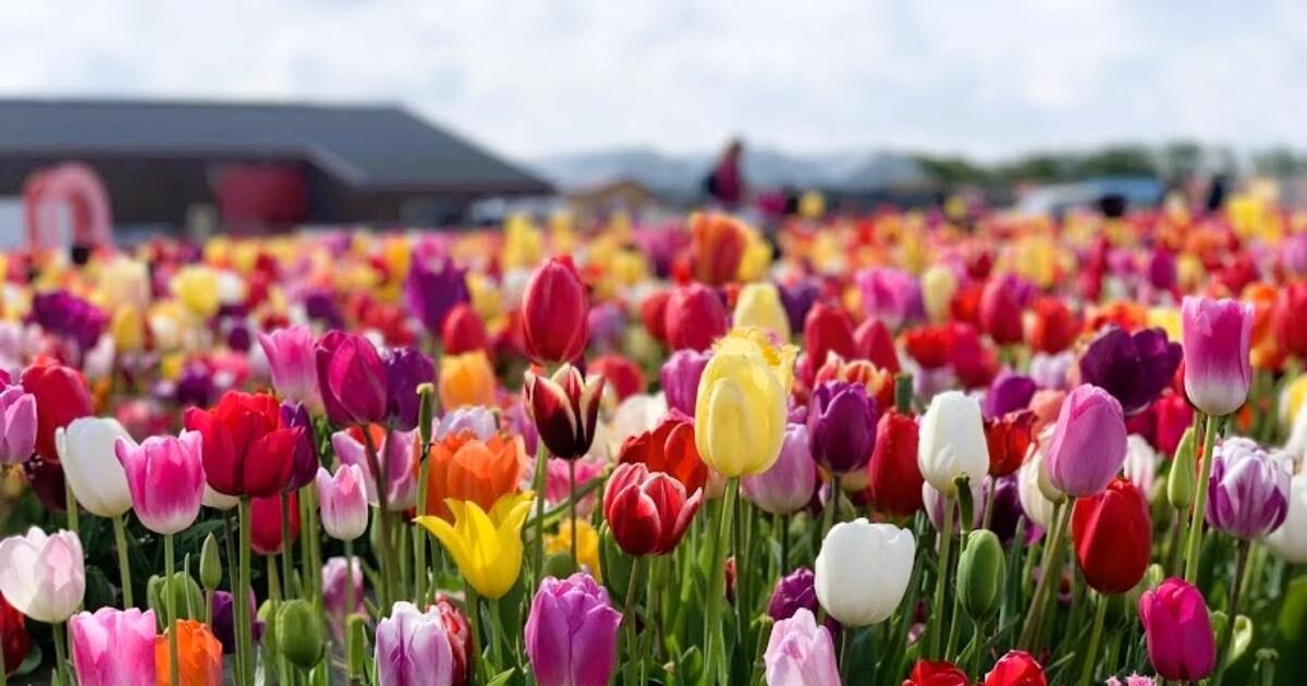 オランダ・チューリップ観光の穴場】The Tulip Barnを徹底紹介 オランダ・チューリップ観光の穴場】The Tulip Barnを徹底紹介